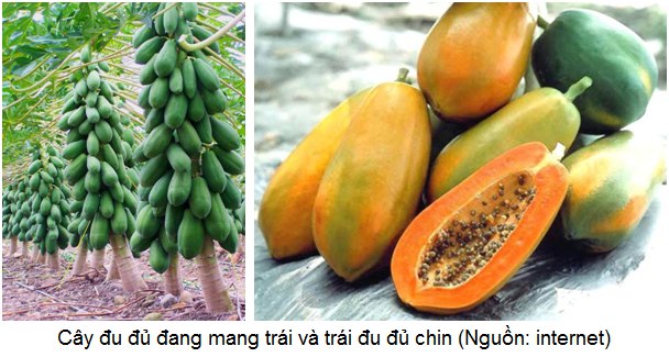 Cây Đu đủ. Carica papaya L. - Cây Thuốc Nam Quanh Ta